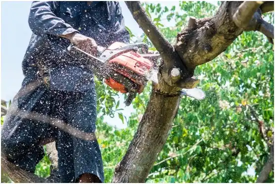 tree services Cheraw